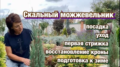 Можжевельник скальный \"Блю Эрроу\" - Раменский питомник растений КХ «УСПЕХ»