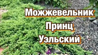 Казацкий можжевельник Мас: посадка, уход, полив и подкормка