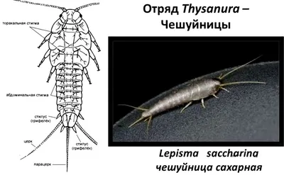 Как избавиться от чешуйниц и мокриц раз и навсегда: чтобы ванная комната  была чистой — Разное