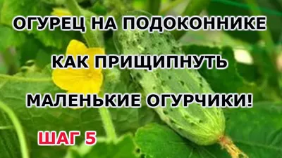 ОГУРЦЫ НА БАЛКОНЕ ВЫРАСТУТ НА РАЗ И ЗИМОЙ, И ЛЕТОМ. МАСТЕР КЛАСС ПО ПОСЕВУ  КВАРТИРНЫХ ОГУРЦОВ - YouTube