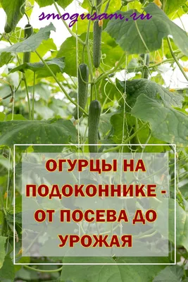 Домашний огород. Выращивания огурцов на балконе. Огурец балкона Стоковое  Изображение - изображение насчитывающей диетпитание, цветок: 195565589