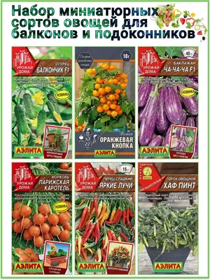 Как вырастить огурцы на балконе | https://agro-sales.ru | Дзен