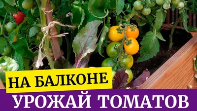 Овощи на балконе: 150 грн. - Сад / огород Запорожье на Olx