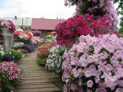 Петуния в ландшафтном дизайне 👍🌸 - Идеи для вашего дома | Facebook