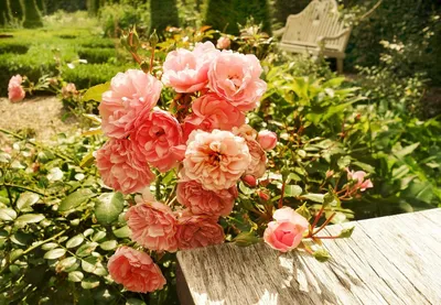 АнапаИнвестСтрой - 🌺Пионы – очень броские цветы. И одновременно  аристократичные. Среди различных садовых насаждений, включая цветочные, пион  заметен в любом окружении. Более того, этот цветок явно господствует над  всеми прочими растениями. Восхищение