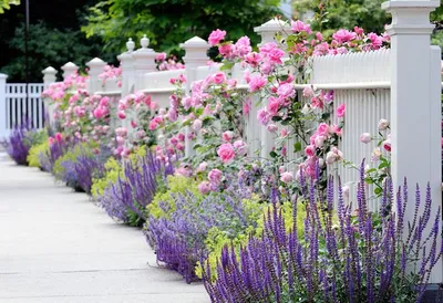 🌹Плетистая роза в ландшафтном дизайне сада🌳 Любые розы по время цветения  красивы и эффектны, но плетистые — втройне😍 Очарование цветущего полога… |  Sidewalk, Flo