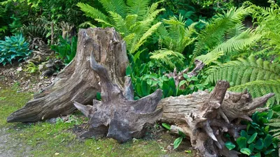 Декоративные коряги (рутарий) в ландшафтном дизайне | Driftwood landscaping  ideas, Garden whimsy, Driftwood planters