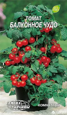 Помидоры \"Балконное чудо\". Мой плодовый дебют. | Ok Plants | Дзен