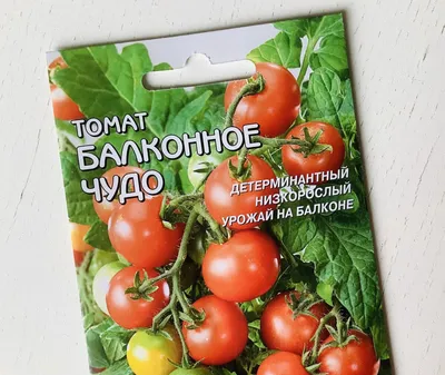 Отзыв о Семена томата Партнер \"Балконное чудо\" | За 7 месяцев вырос бисер.