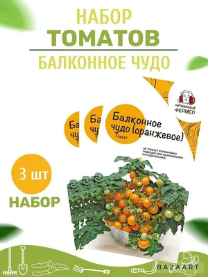 Семена ДОМ СЕМЯН Томат Балконное чудо – купить онлайн, каталог товаров с  ценами интернет-магазина Лента | Москва, Санкт-Петербург, Россия