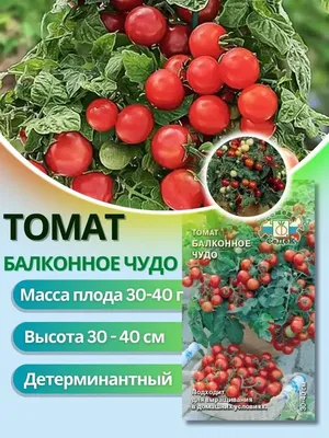 Семена Томат Geolia «Балконное чудо» по цене 33 ₽/шт. купить в Москве в  интернет-магазине Леруа Мерлен