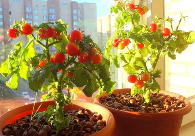 Помидоры \"Балконное чудо\". Мой плодовый дебют. | Ok Plants | Дзен