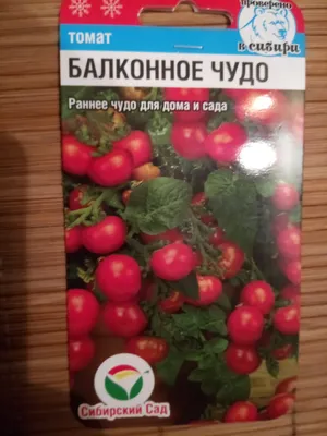 Мини томаты ломятся от урожая Балконное ЧУДО Вырастет и в горшке И в саду.  - YouTube