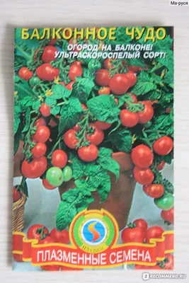 Томат Балконное чудо 0,05 гр. Семко купить по цене 82 руб. в Томске |  Садовый супермаркет «ДАЧА»