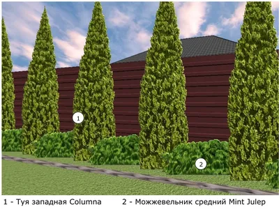 Зеленое ограждение: какие деревья и кустарники посадить вдоль забора на даче