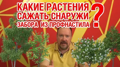 Какие растения посадить вдоль забора?