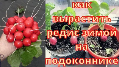 Попытка вырастить редис дома,на балконе😕 | Подоконник -огород.🌱🍅🌷 | Дзен