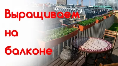 Растущие редиска и салат в контейнере на балконе Vegetable Гар Стоковое  Фото - изображение насчитывающей корень, здорово: 112825686