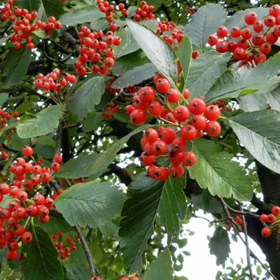 🌳РЯБИНА В ЛАНДШАФТНОМ ДИЗАЙНЕ ⠀ Если вы ищете на свой участок что-то  необычное, рекомендую присмотреться к ……рябине! Да-да, помимо очень… |  Instagram