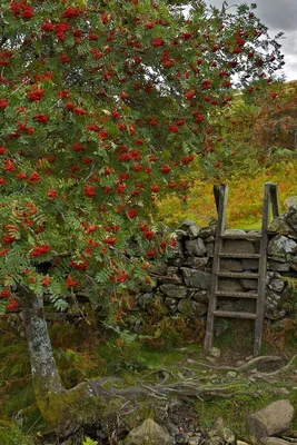 Рябина в ландшафтном дизайне фото фотографии