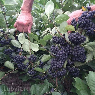 Рябина обыкновенная (код: Sorbus aucuparia)