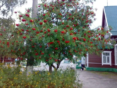 Рябину Неро можно купить недорого с доставкой в питомнике Любвитский