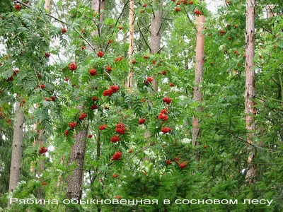 Рябина обыкновенная \"Autumn Spire\" купить в питомнике растений, доставка по  Самаре и Самарской области, саженцы, крупномеры, посадка и уход