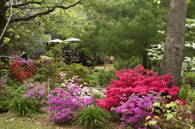 Купить семена Рододендрон якушиманский гибридный 'Люмина'. Rhododendron  yakushimanum, hort 'Lumina'. | Семена и саженцы Анатолия Орлова