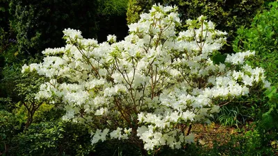 Рододендрон якушиманский, Rhododendron yakushimanum