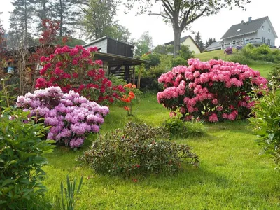 Купить Рододендрон Хельсинский УниверситетRhododendron Helsinki University  - в питомнике Флорини