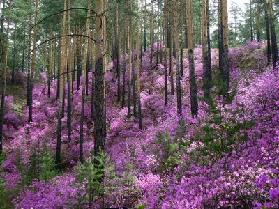 Рододендрон гибридный Перси Висеман (Rhododendron Percy Wiseman) С3 —  Питомник Летний сад