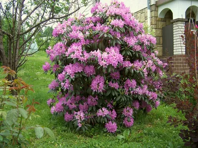 Рододендрон Остроконечный купить опт розница, описание, фото