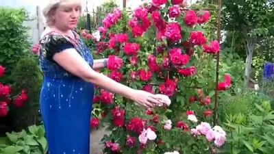 РОЗЫ, ТУИ, ХОСТЫ - ЛАНДШАФТНЫЙ ДИЗАЙН!!! УКРАШАЕМ ЗАБОРЫ/ ROSES, TUI, the  host - LANDSCAPE DESIGN - YouTube