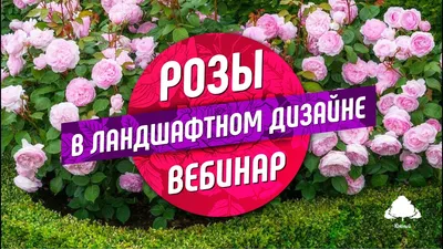 🌹 Штамбовые розы - это настоящее воплощение красоты и элегантности в ландшафтном  дизайне. Эти растения обладают не только неповторимым… | Instagram