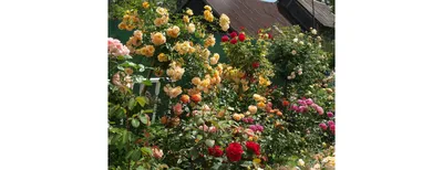 🌹Плетистая роза в ландшафтном дизайне сада🌳 Любые розы по время цветения  красивы и эффектны, но плетистые — втройне😍 Очарование цветущего полога… |  Sidewalk, Flo