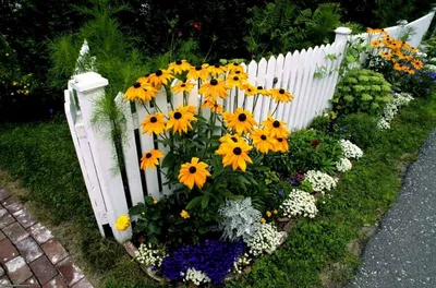 Рудбекия рассеченная Золотой шар (Rudbeckia Laciniata Goldquelle)