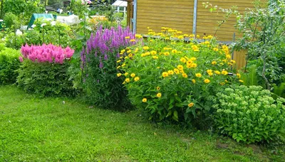 Рудбекия (Rudbeckia). Описание, выращивание, посадка и уход. Программа PRO  Цветы (ПРО Цветы) | flokus.ru - ландшафтный дизайн