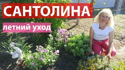 Сантолина Посадка Уход Размножение - YouTube