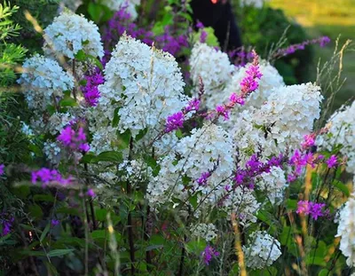 Перовския лебедолистная (perovskia atriplicifolia). Описание, фото, сорта -  каталог Greenmaster