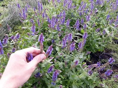 Перовския лебедолистная (perovskia atriplicifolia). Описание, фото, сорта -  каталог Greenmaster