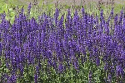 Метельчатая гортензия и шалфей дубравный / фото: Светлана Мариничева |  Plants, Nature, Garden