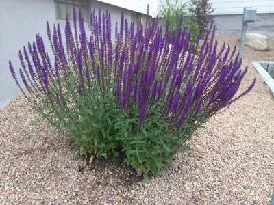 Шалфей луговой (Salvia pratensis) - купить саженцы в Минске и Беларуси