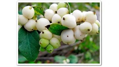 Symphoricarpos x chenaultii 'Hancock', Снежноягодник Шено  'Хэнкок'|landshaft.info