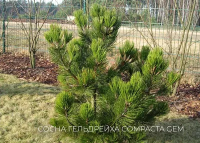 Сосна горная Ватерери (штамб) 🌲 по выгодной цене в Москве - купить саженцы  Sylvestris Watereri в питомнике «Зеленый Рай»