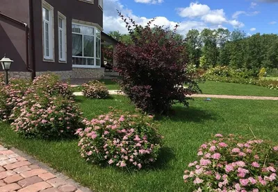 Спирея серая «Grefsheim» Spiraea cinerea «Grefsheim»