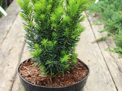 Taxus baccata - Тис ягодный - купить семена на Tropics Seeds.