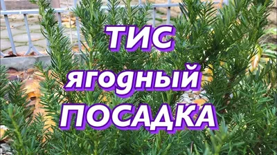 Как выращивать ягодный тис - Agro-Market