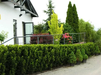 Тис ягодный 🌲 по выгодной цене 12000 руб. в Москве - купить Taxus Baccata  в питомнике «Зеленый Рай»