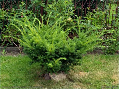 Тис ягодный золотистый Taxus baccata Semperaurea - купить в Киеве и  области, справедливая цена - Green Garth (Грин Гарт)