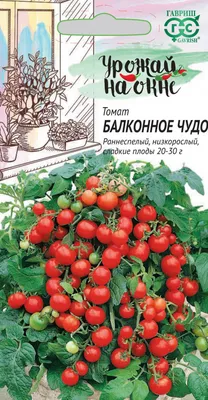 ✓ Семена Томат Балконное чудо, 0,05г, Гавриш, Урожай на окне по цене 30  руб. ◈ Большой выбор ◈ Купить по всей России ✓ Интернет-магазин Гавриш ☎  8-495-902-77-18